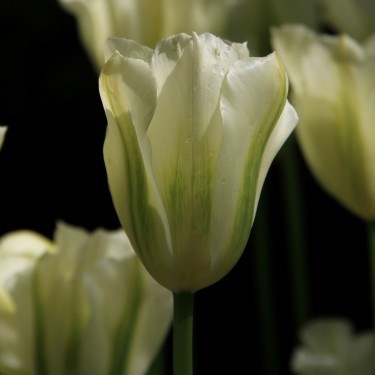 Tulipa 'Spring Green' Tulipa 'Spring Green'