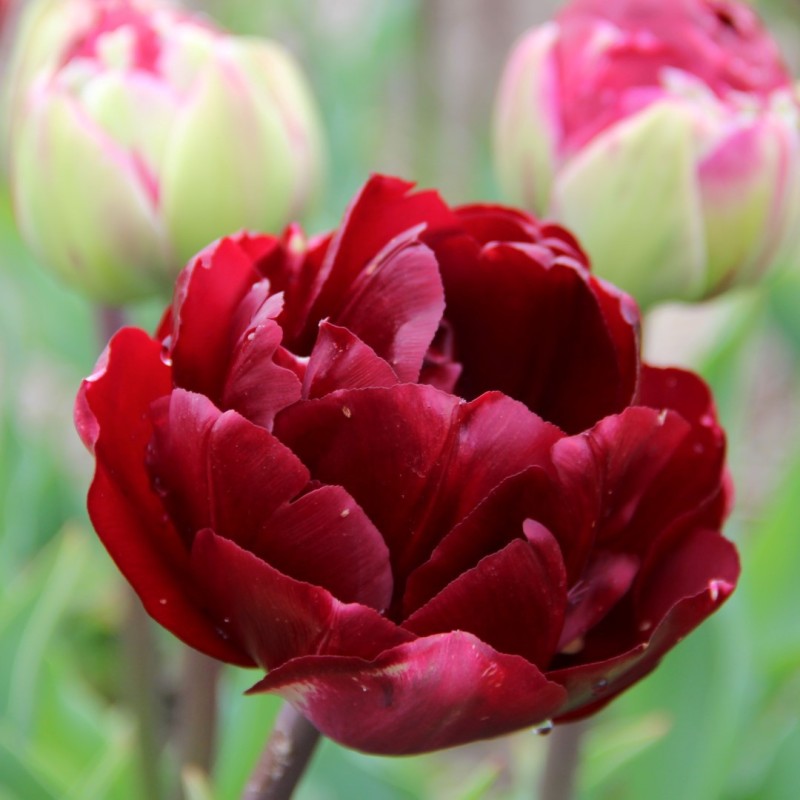 Tulipa 'Uncle Tom' Tulipa 'Uncle Tom'