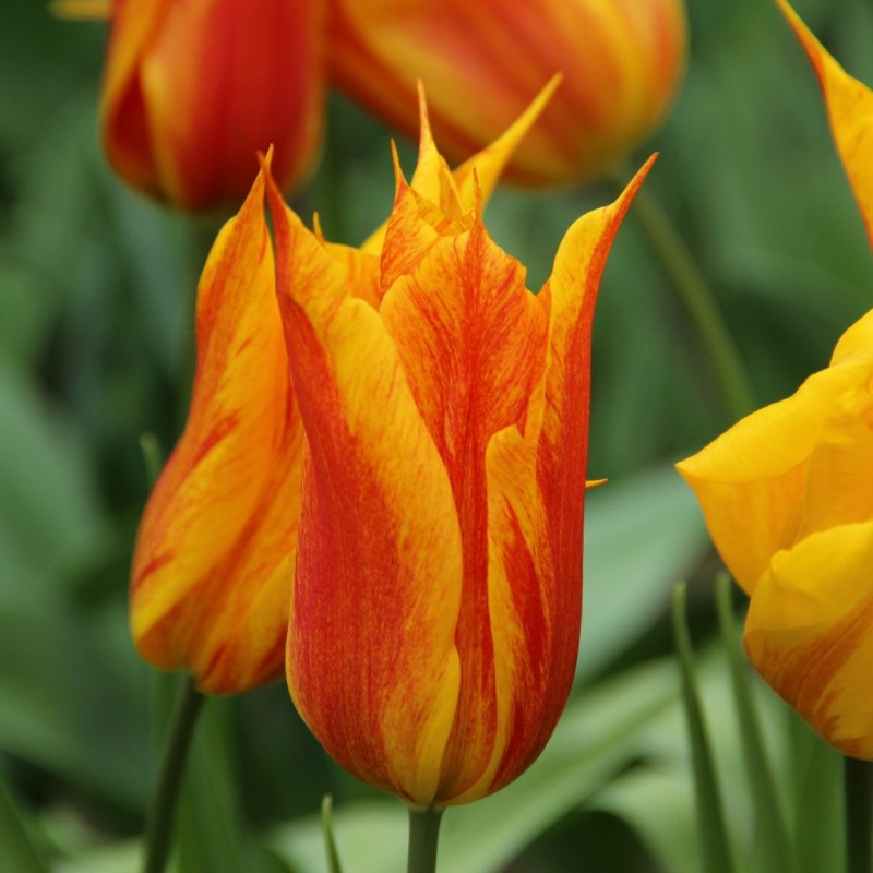 Tulipa 'Vendee Globe' Tulipa 'Vendee Globe'