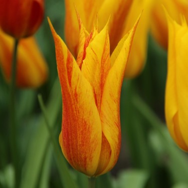 Tulipa 'Vendee Globe' Tulipa 'Vendee Globe'
