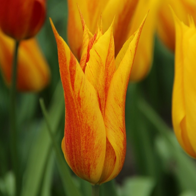 Tulipa 'Vendee Globe' Tulipa 'Vendee Globe'