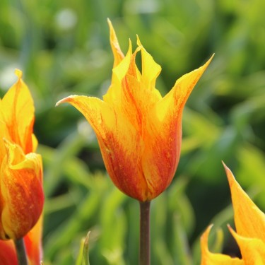 Tulipa 'Vendee Globe' Tulipa 'Vendee Globe'