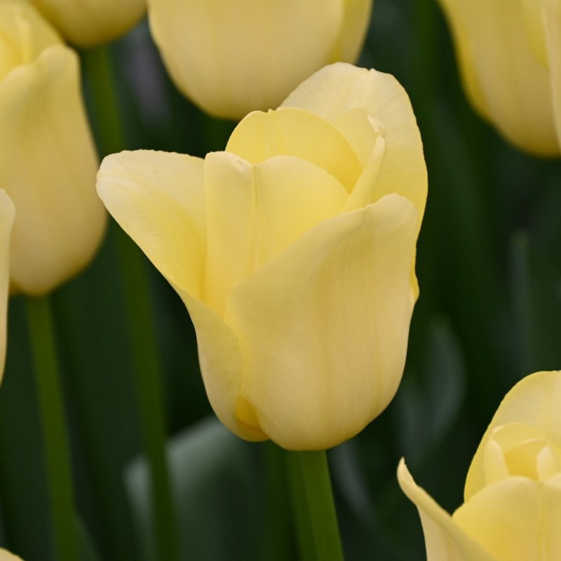 Tulipa 'World Friendship' Tulipa 'World Friendship'