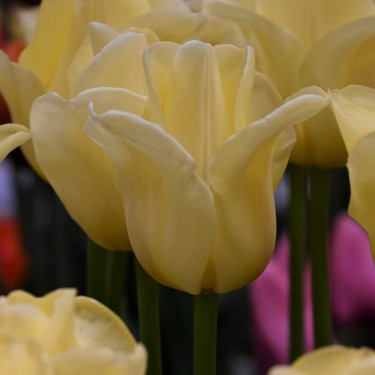Tulipa 'World Friendship' Tulipa 'World Friendship'