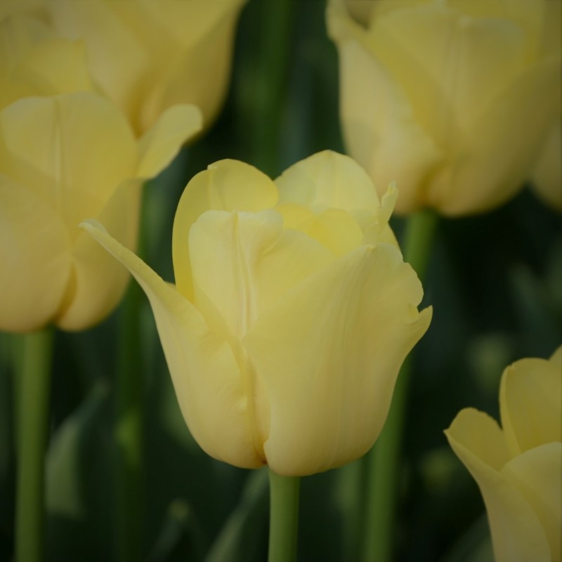Tulipa 'World Friendship' Tulipa 'World Friendship'