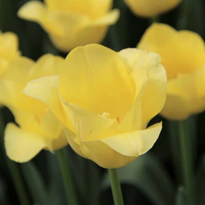 Tulipa 'World Friendship' Tulipa 'World Friendship'