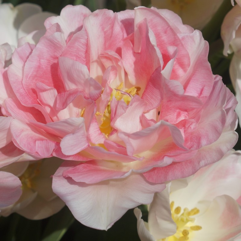 Tulipa 'Angélique'