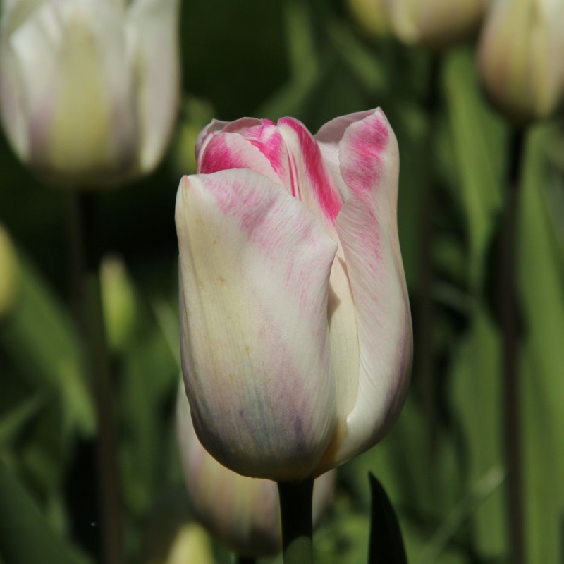 Tulipa 'Graceland' Tulipa 'Graceland'