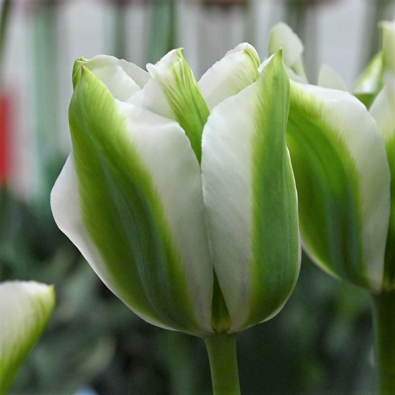 Tulipa 'Green Day' Tulipa 'Green Day'