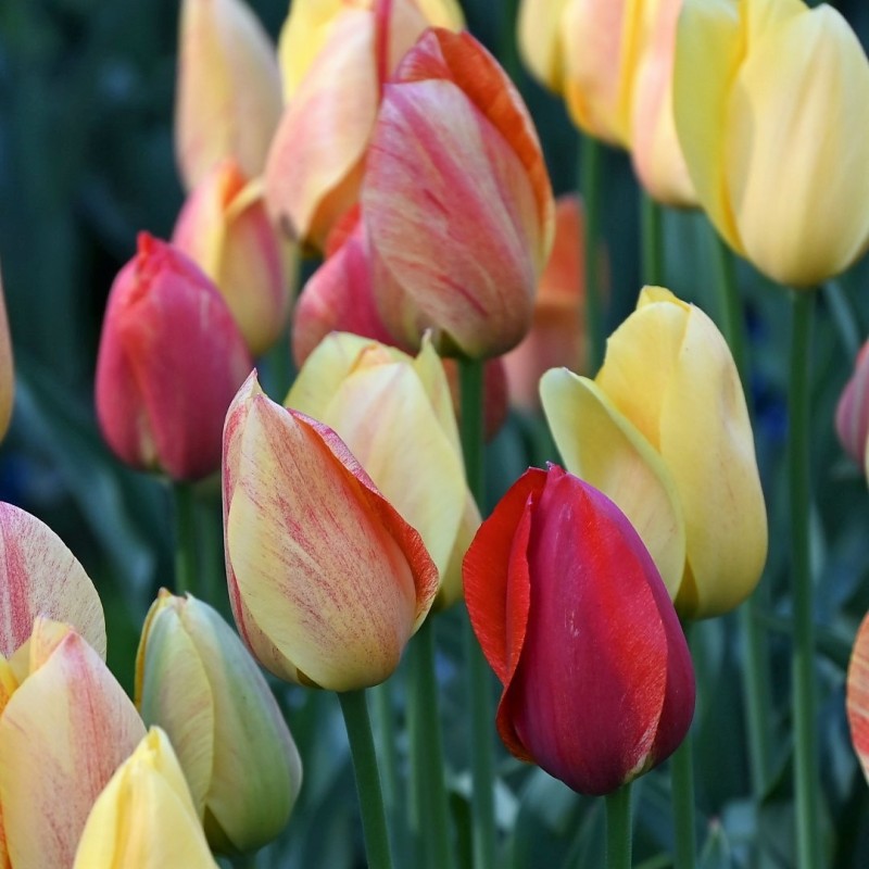 Tulipa 'Rhapsody of Smiles' Tulipa 'Rhapsody of Smiles'