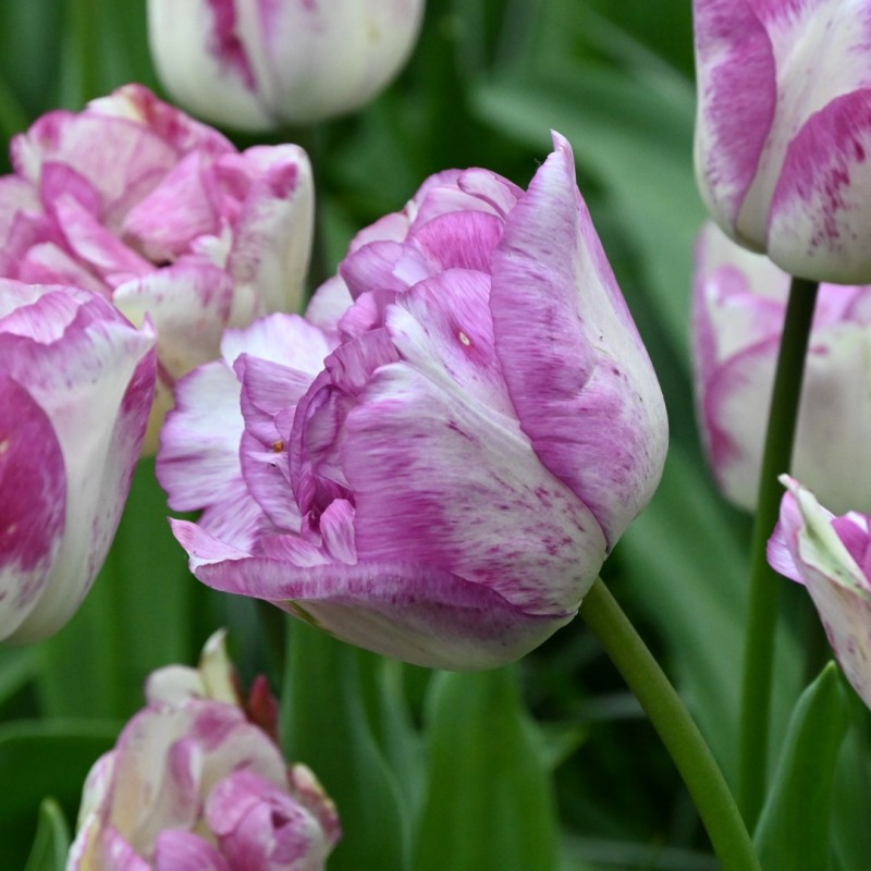 Tulipa 'Shirley Double' Tulipa 'Shirley Double'