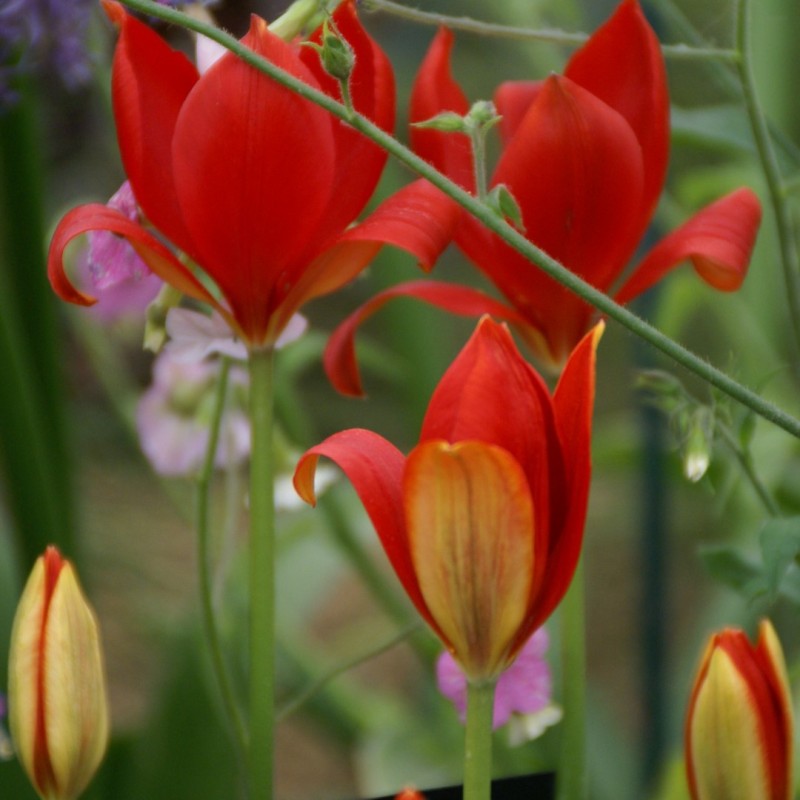 Tulipa sprengeri Tulipa sprengeri