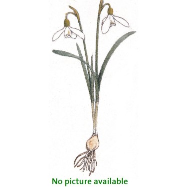 Galanthus woronowii 'Green Flash'