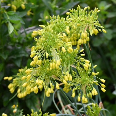 Allium chloranthum 'Yellow Fantasy'