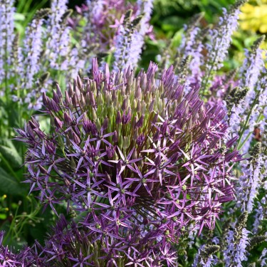 Allium christophii