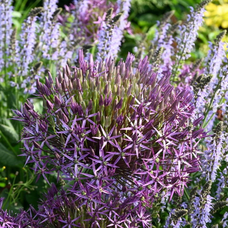 Allium christophii