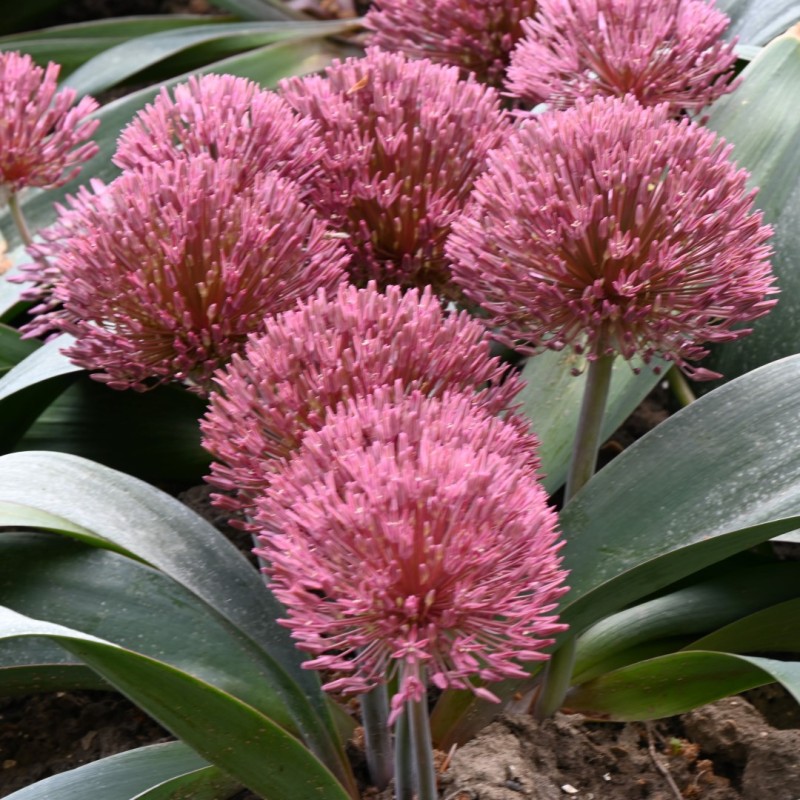 Allium nevskianum Allium nevskianum