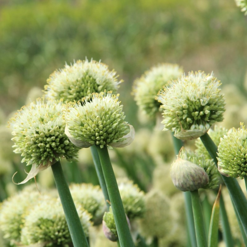 Allium pskemense