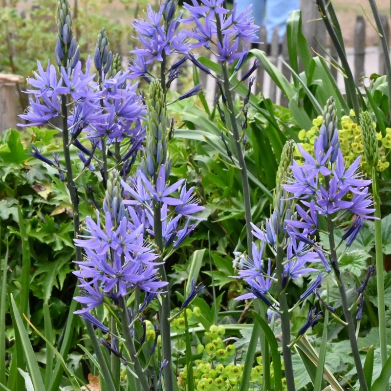 Camassia leichtlinii 'Caerulea' Camassia leichtlinii 'Caerulea'