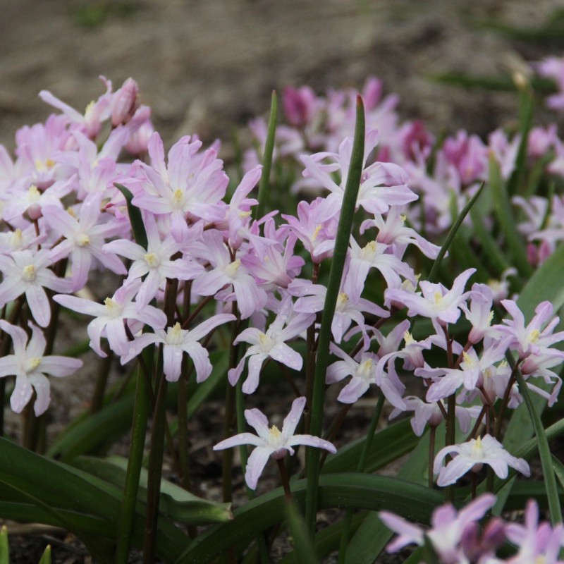 Chionodoxa 'Pink Giant' Chionodoxa 'Pink Giant'