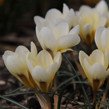 Crocus chrysanthus 'Cream Beauty' 
