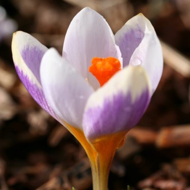 Crocus rujanensis 'Belphoebe'