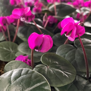 Cyclamen coum 'Meaden's Crimson'