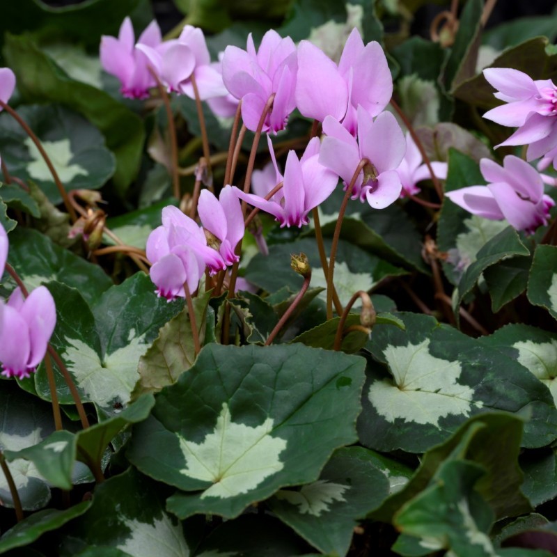 Cyclamen hederifolium -Leaf type 2- Cyclamen hederifolium -Leaf type 2-