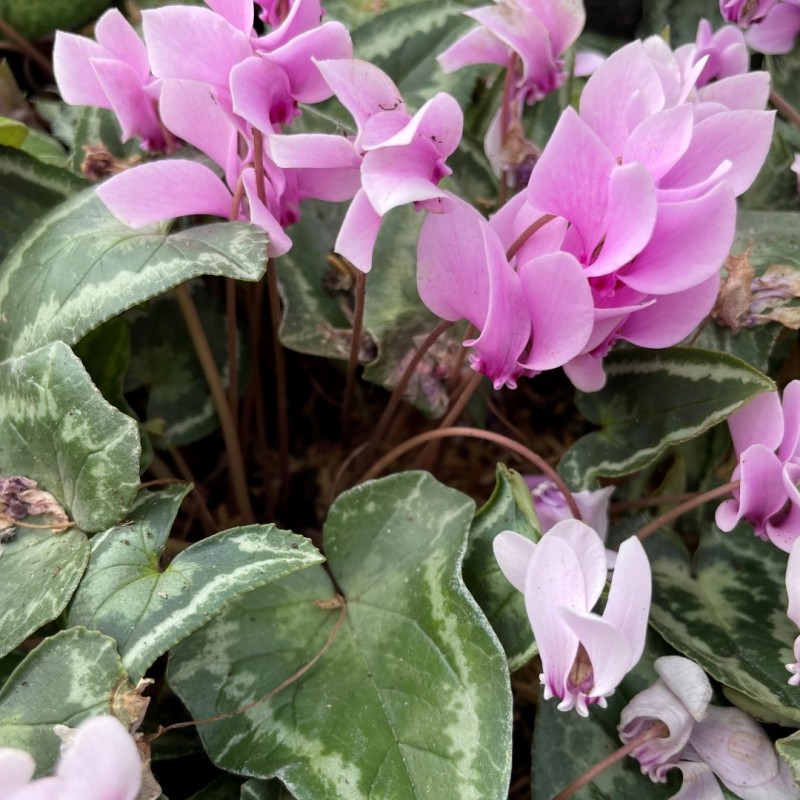 Cyclamen hederifolium -Leaf type 3 Pink-