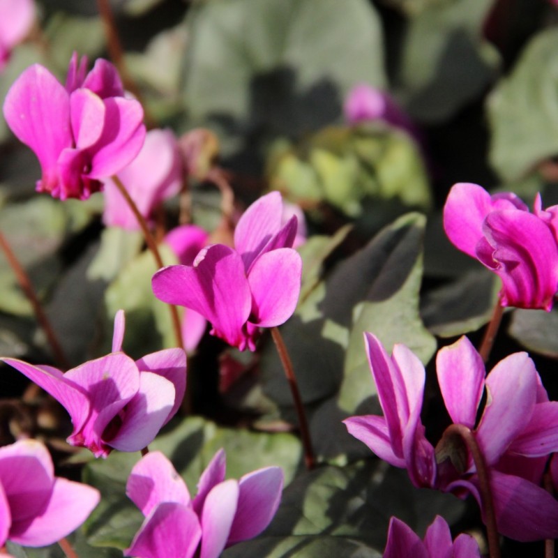 Cyclamen hederifolium -Silver Leaf Pink-
