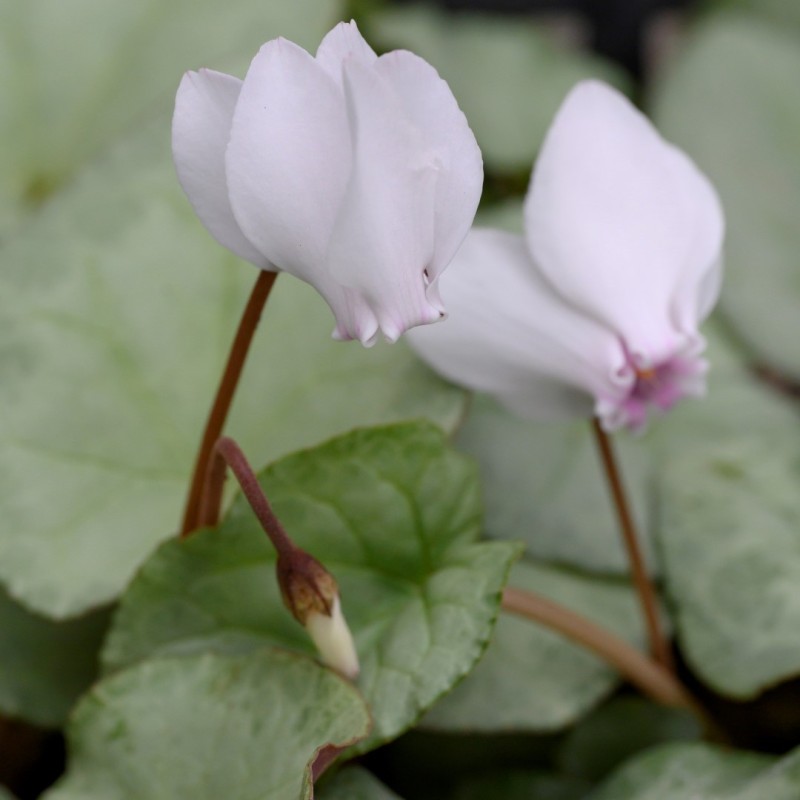 Cyclamen hederifolium -Silver Leaf White-