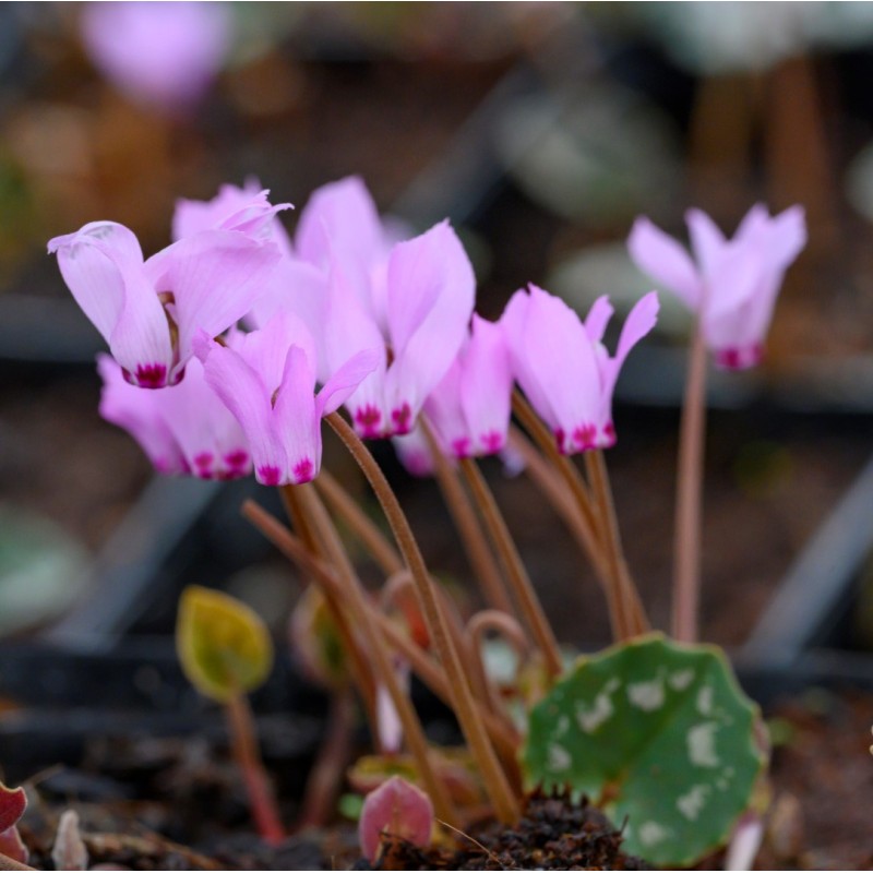 Cyclamen mirabile Cyclamen mirabile