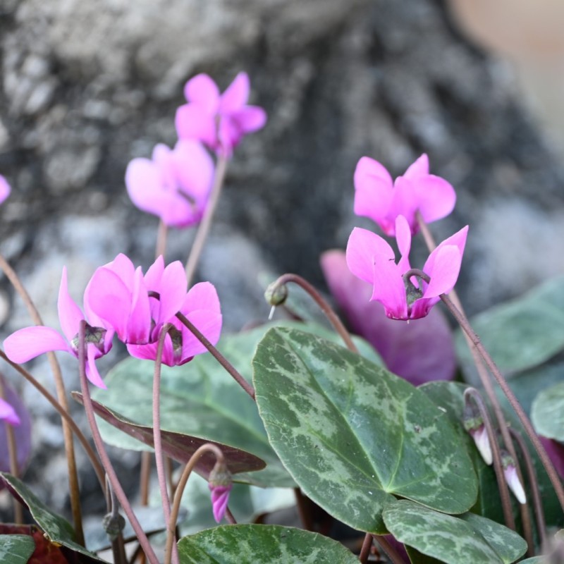Cyclamen purpurascens Cyclamen purpurascens