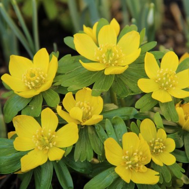 Eranthis hyemalis Eranthis hyemalis