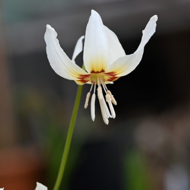Erythronium californicum Erythronium californicum