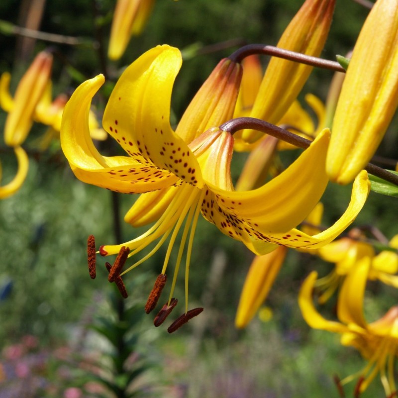 Lilium leichtlinii Lilium leichtlinii