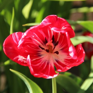 Tulipa 'Princess Elizabeth'