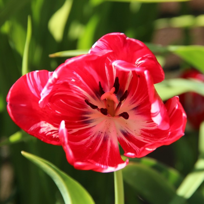 Tulipa 'Princess Elizabeth'