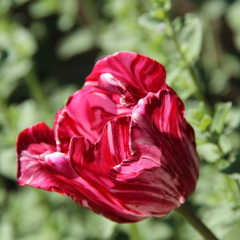 Tulipa 'Princess Elizabeth'