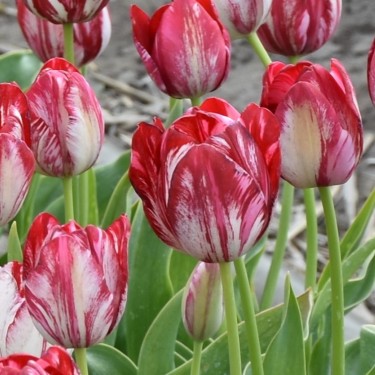 Tulipa 'Rubella' -broken-
