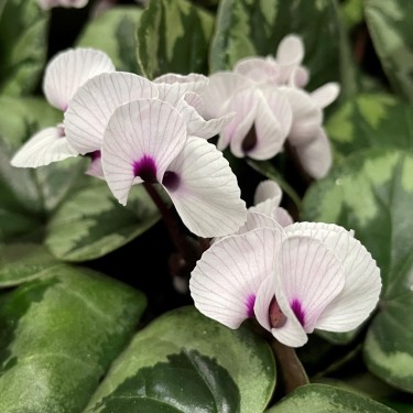Cyclamen coum  -Porcelain Flower-