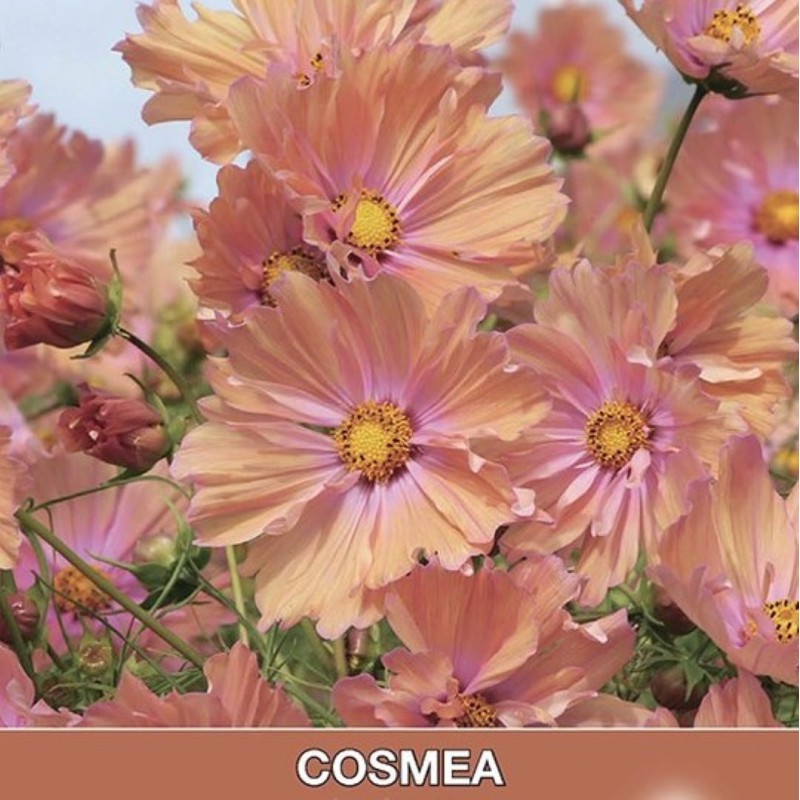 Cosmos bipinnatus 'Apricotta' -zaden- Cosmos bipinnatus 'Apricotta' -zaden-
