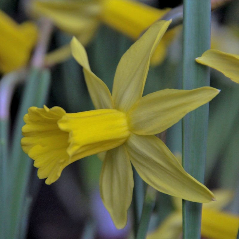 Narcissus 'Trewirgie' Narcissus 'Trewirgie'