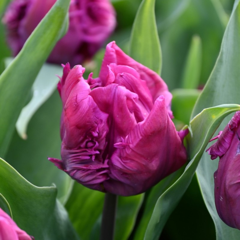 Tulipa 'Parrot Prince'