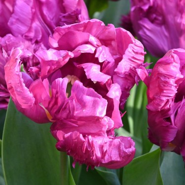 Tulipa 'Parrot Prince'