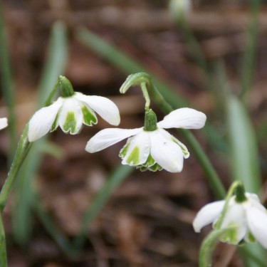 Galanthus 'Jacquenetta' Galanthus 'Jacquenetta'