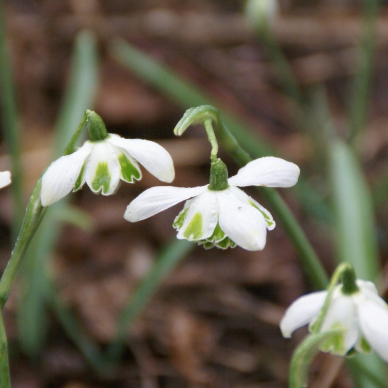 Galanthus 'Jacquenetta' Galanthus 'Jacquenetta'