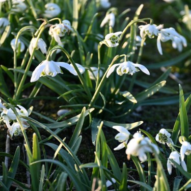 Galanthus 'Jacquenetta' Galanthus 'Jacquenetta'