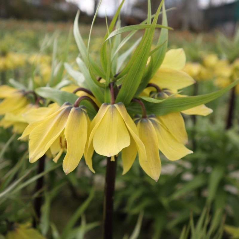 Fritillaria 'Early Sensation' Fritillaria 'Early Sensation'