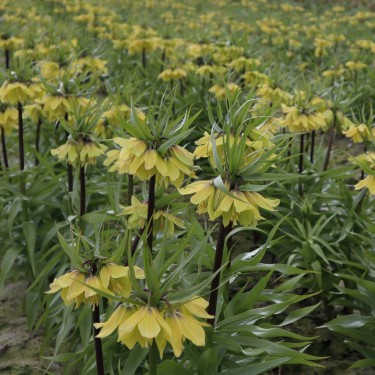 Fritillaria 'Early Sensation' Fritillaria 'Early Sensation'